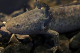 An axolotl (Ambystoma mexicanum) swims in an aquarium at the new Axolotl Museum and Amphibians Conservation Centre, which is to promote the protection and study of this endangered species, at Chapultepec Zoo in Mexico City, Mexico. [File: Henry Romero/Reuters]