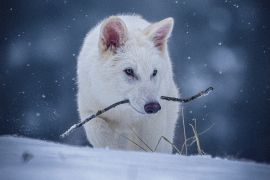 Dire Wolf